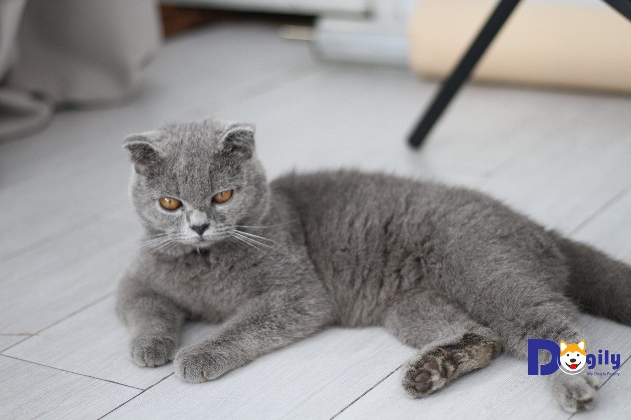 Hình ảnh chú mèo Anh lông ngắn tên Chanh rất nổi tiếng trên Đảo Mèo của Dogily Petshop.