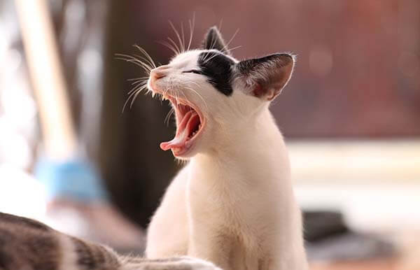 Cách nuôi mèo con và huấn luyện chúng cho người mới bắt đầu 4 Mèo con quấn người