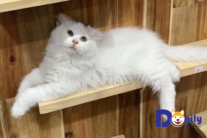 Mèo Anh lông dài giá bao nhiêu? Đặc điểm và cách chăm sóc 8 Mèo Anh lông dài cái Dogily Petshop