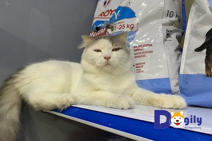 Mèo Anh lông dài giá bao nhiêu? Đặc điểm và cách chăm sóc 9 Mèo Anh lông dài đực Dogily Petshop