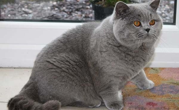 Mèo Anh lông ngắn