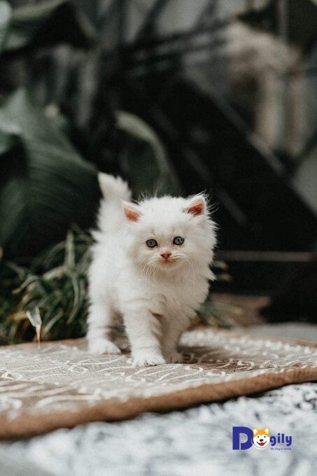 Mèo Anh lông dài giá bao nhiêu? Đặc điểm và cách chăm sóc 7 Mèo Aln Dogily Petshop