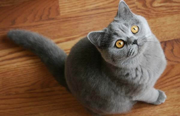 Mèo Anh lông ngắn