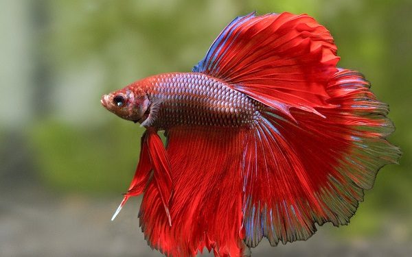 Cá betta rồng giá bao nhiêu? Đặc điểm và kinh nghiệm nuôi cá betta rồng 3 Cá betta rồng