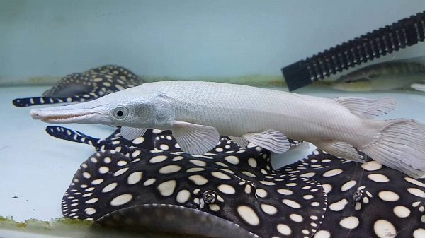 Cá sấu hoả tiễn giá bao nhiêu? Nuôi như thế nào sống lâu? 3 cá sấu hoả tiễn