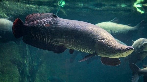 Cá Hải Tượng giá bao nhiêu? Nguồn gốc, đặc điểm của cá Hải Tượng 3 Cá Hải Tượng