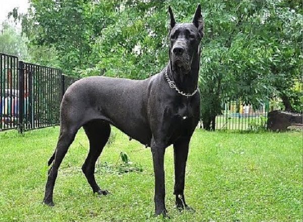Chó Great Dane