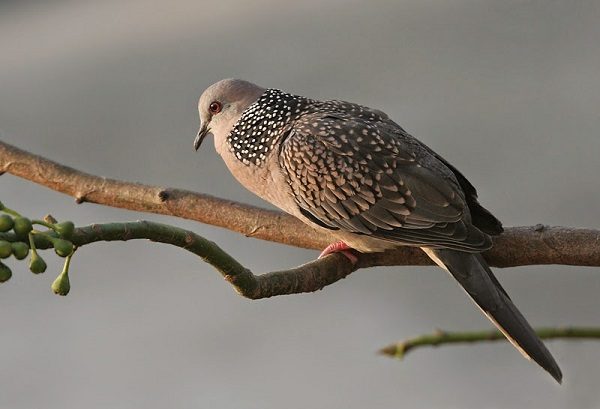 Kinh nghiệm cách nuôi cu gáy nhanh nổi không phải ai cũng biết 3 Cách nuôi cu gáy nhanh nổi