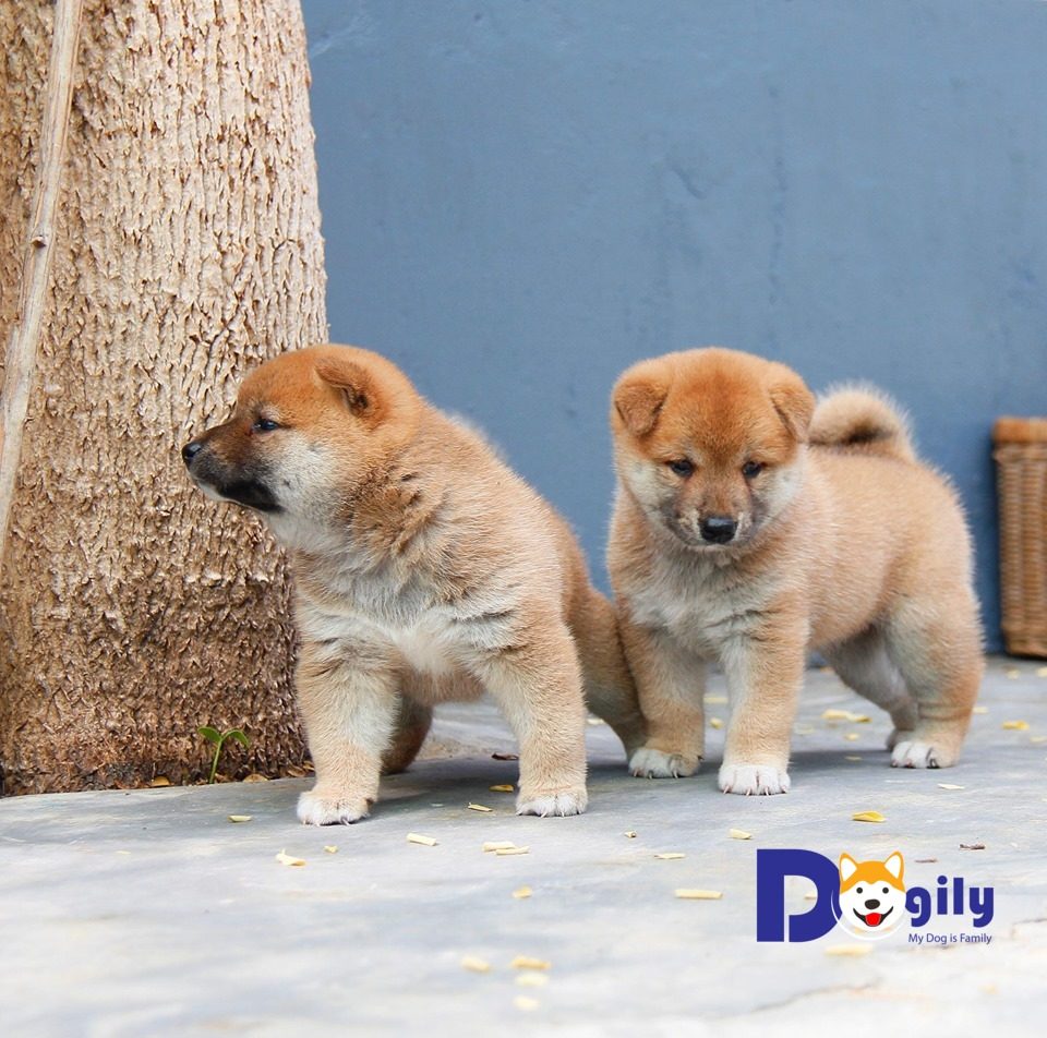Bán chó Shiba Inu - Dogily Petshop