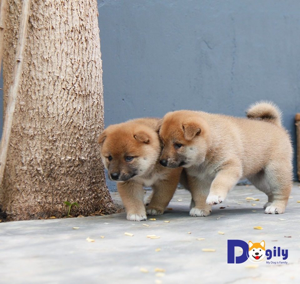 Mua bán chó Shiba Dogily Petshop