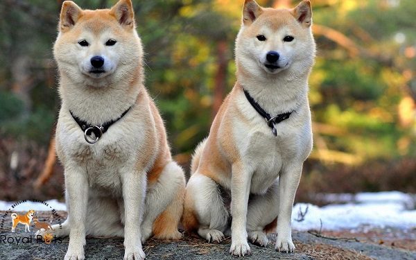 Shiba Inu