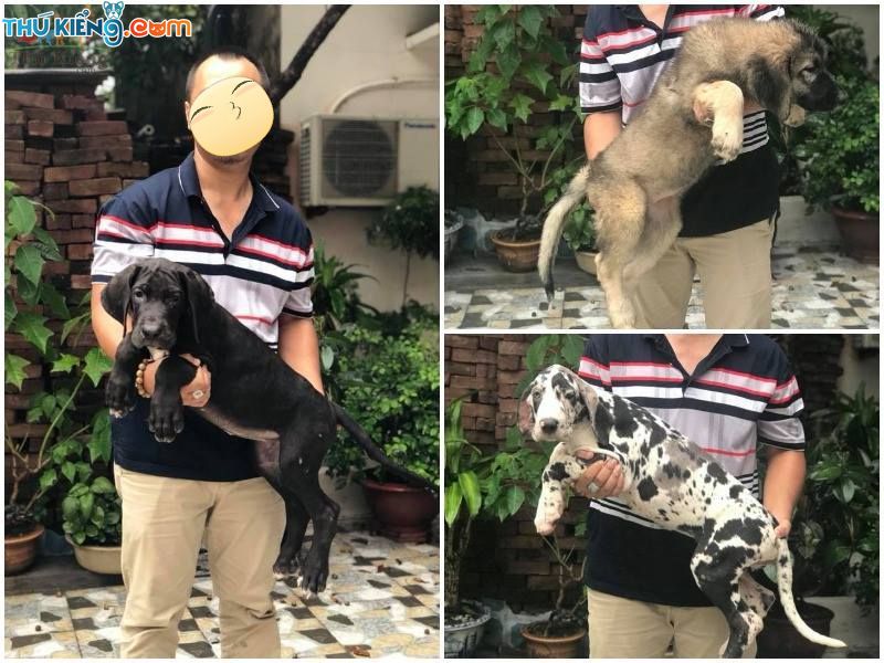 Mua bán chó Great Dane tại Thú Kiểng