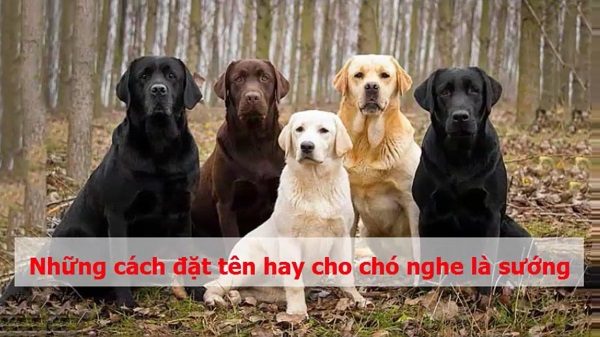 1001 cách đặt tên cho chó cưng hay, độc, lạ mà lại rất ý nghĩa, dễ gọi 2 đặt tên cho chó