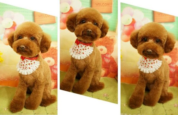 Lông máu là gì? Có nên cạo lông máu cho Poodle hay không? 5 cạo lông máu cho poodle