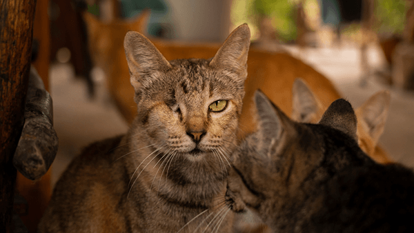 Mèo bị đau mắt phải làm sao? Cách điều trị khi mèo bị đau mắt 4 mèo bị mù lòa