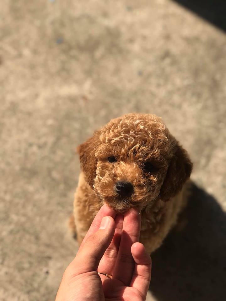 Lông máu là gì? Có nên cạo lông máu cho Poodle hay không? 2 5f11b27f131494a1c014fcced2f13165