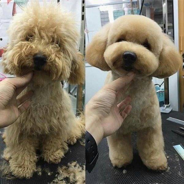 Lông máu là gì? Có nên cạo lông máu cho Poodle hay không? 4 cạo lông máu cho poodle