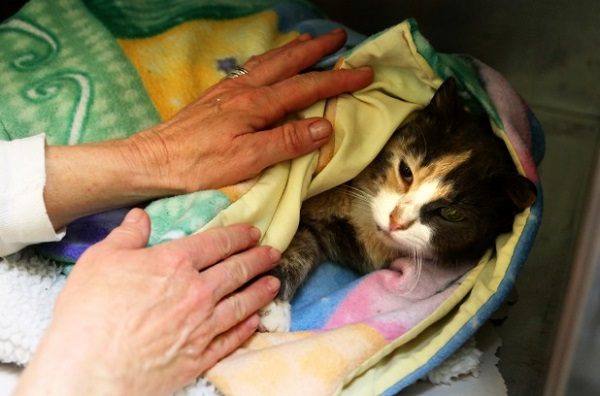 Triệt sản mèo cái bao nhiêu tiền? Có nên tiêm thuốc triệt sản? 4 triệt sản mèo cái