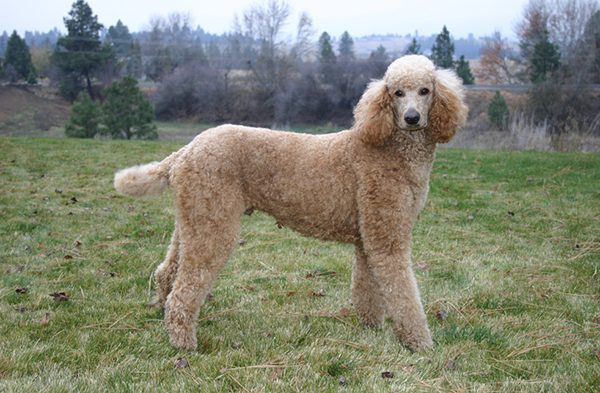 Standard là dòng to lớn nhất trong họ Poodle