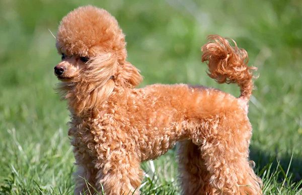 Ngoại hình đặc biệt của một bé Miniture Poodle