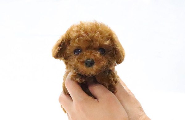 Teacup Poodle siêu nhỏ