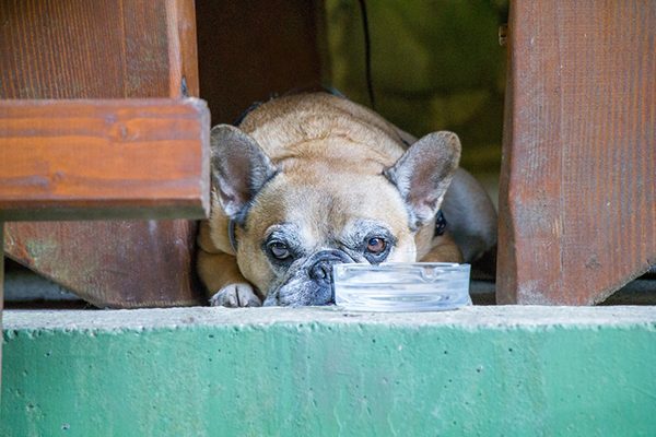 Nguyên nhân và dấu hiệu chó sảy thai người nuôi chó cần biết 3 Chó sảy thai