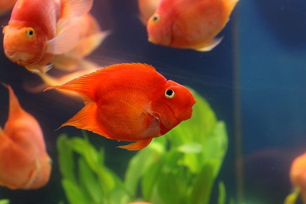 Top 50 các loại cá cảnh nước ngọt dễ nuôi được nhiều người chơi 5 922073b18844540f8fe447c3e93a25b7