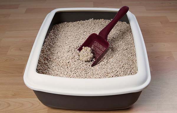 Cát vệ sinh cho mèo loại nào tốt? Lựa chọn cát vệ sinh cho mèo 3 95e62984b87e90645a5cf77037395959