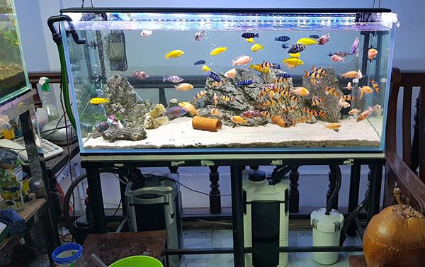 Chọn máy lọc nước hồ cá loại nào cho phù hợp với bể của bạn? 4 Máy lọc nước hồ cá