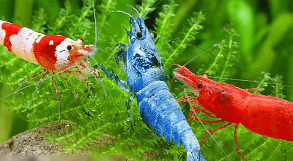 Thức ăn cho tép cảnh thủy sinh, Tép cảnh ăn gì? 2 Tép cảnh