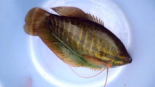 Top 50 các loại cá cảnh nước ngọt dễ nuôi được nhiều người chơi 6 e7d4c8d4fe04d9b4539a075d809c6d01