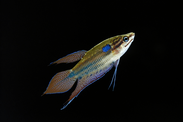 Top 50 các loại cá cảnh nước ngọt dễ nuôi được nhiều người chơi 8 fea16e782bc1b1240e4b3c797012e289