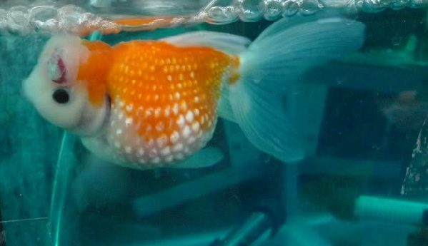 Công dụng và cách dùng thuốc xanh Methylen cho cá 4 thuốc xanh Methylene cho cá