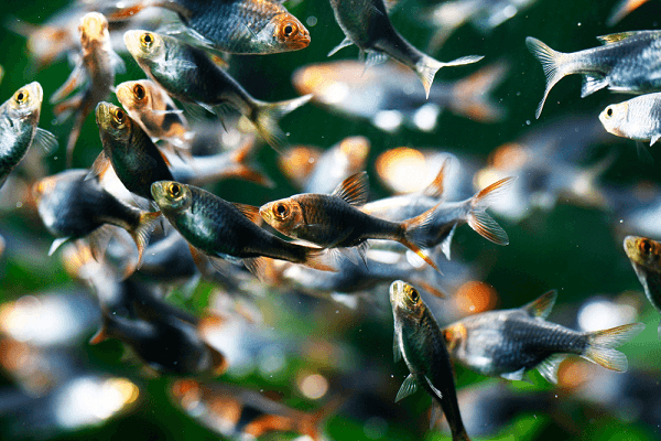 Cá thuỷ sinh bơi theo đàn đẹp cho bể cá cảnh được nuôi nhiều hiện nay 4 cá thuỷ sinh bơi theo đàn