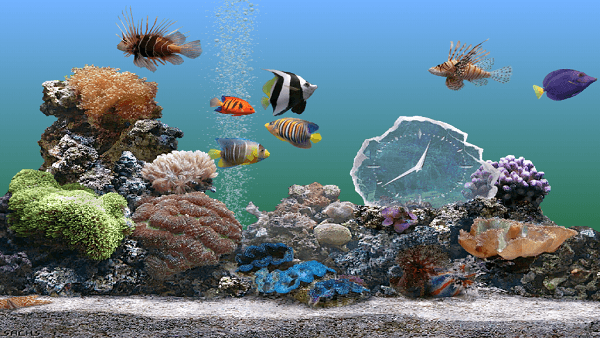 Cách khử clo trong nước máy dùng để nuôi cá trong bể thuỷ sinh 3 Cách khử clo trong nước máy