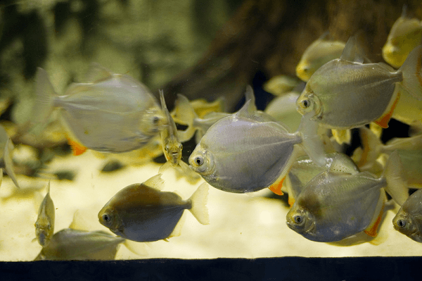 Cá nuôi chung với cá rồng phù hợp khiến bể cá rồng sinh động đẹp mắt 4 cá nuôi chung với cá rồng