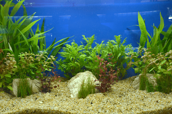 Top 10 cây thuỷ sinh trồng trong hồ cá cảnh đẹp được ưa chuộng nhất 2 cây trồng trong nước