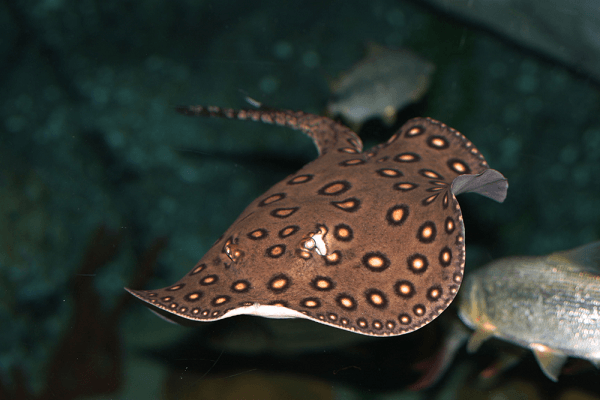 Cá nuôi chung với cá rồng phù hợp khiến bể cá rồng sinh động đẹp mắt 3 cá nuôi chung với cá rồng