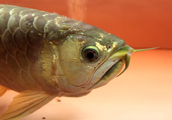 Công dụng và cách dùng thuốc xanh Methylen cho cá 3 thuốc xanh Methylene cho cá