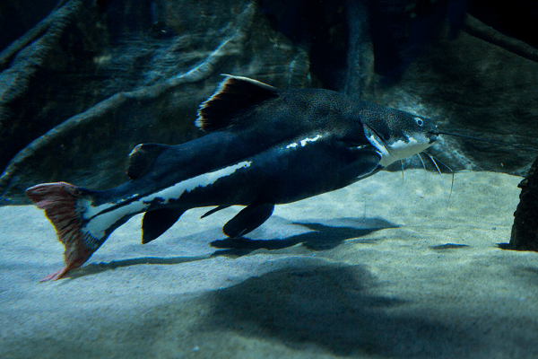 Cá thành cát tư hãn đặc điểm nhận biết và chăm sóc 3 cá thành cát tư hãn