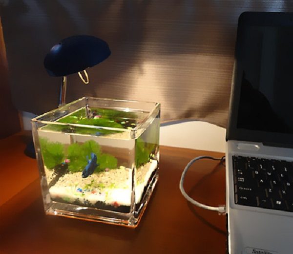 Nuôi cá cảnh trong chậu thuỷ tinh như thế nào để cá khỏi chết? 3 nuôi cá cảnh trong chậu thuỷ tinh