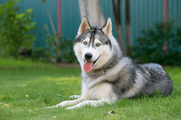 Phân biệt chó Alaska và Husky – Nên chọn nuôi Alaska hay Husky 3 chó Alaska và Husky