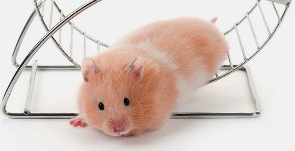 Mua chuột hamster giá rẻ nào mà dễ nuôi nhất hiện nay? 6 Nuôi chuột Hamster không khó