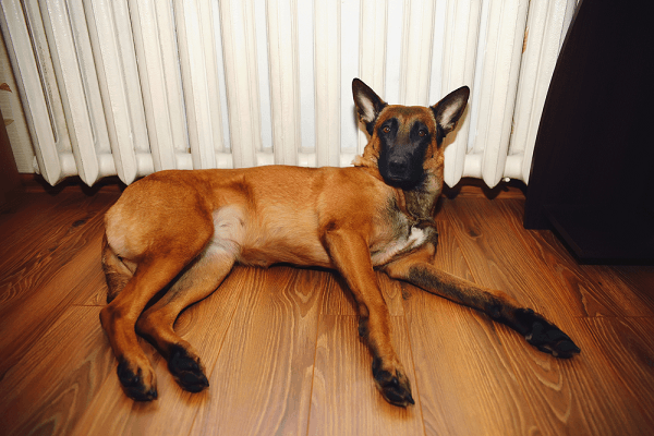 Những lưu ý cần biết khi sử dụng máy lạnh đứng cho thú cưng 4 máy lạnh đứng