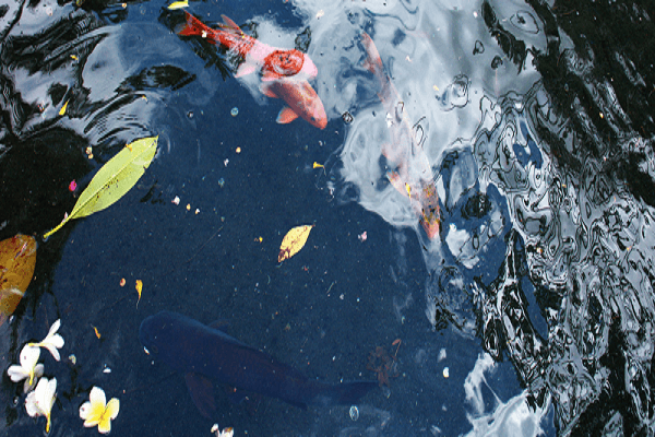 Cách làm trong nước hồ cá ngoài trời tránh bị rêu xanh, đục 3 Cách làm trong nước hồ cá ngoài trời