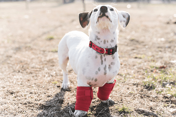 Canxi cho chó bổ xung như nào đúng cách? 3 canxi cho chó