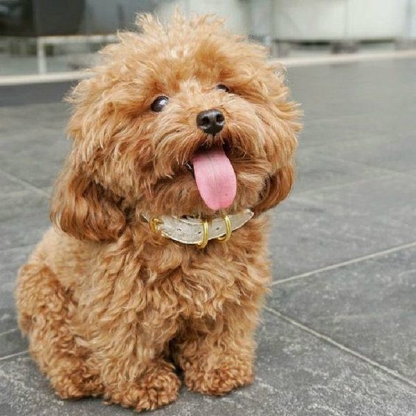 Top 10 các giống chó đẹp phổ biến nhất tại Việt Nam 6 1ce83e5d4135b07c0b82afffbe2b3436