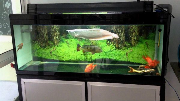 Bể nuôi cá Ngân Long nên có kích thước lớn