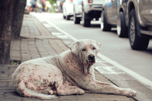 Cách trị chó bị xà mâu - Xà mâu chó có lây cho người không? 3 Chó bị xà mâu