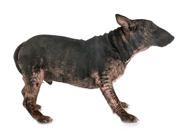 Cách trị chó bị xà mâu - Xà mâu chó có lây cho người không? 4 Chó bị xà mâu